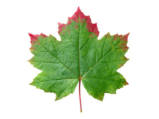 Fototapeta premium Single maple leaf green red autumn fall isolated black background, Isolated On Transparent Background, Png