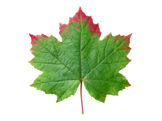 Single maple leaf green red autumn fall isolated black background, Isolated On Transparent Background, Png