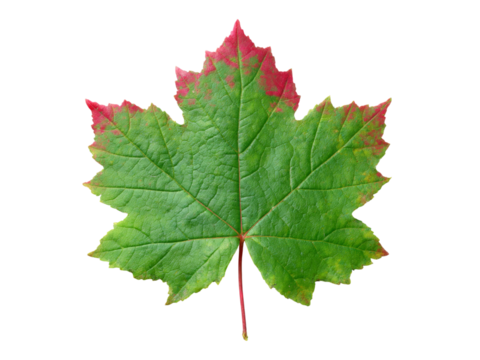 Single maple leaf green red autumn fall isolated black background, Isolated On Transparent Background, Png