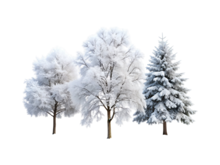 set of winter snowed trees png image on transparent background