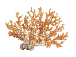 Orange and white branching coral specimen isolated on a transparent background marine life