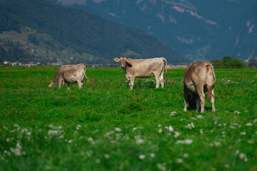 Cows grazing in pasture. Herd of cattle. Livestock cow feeding on green grass. Grazing cows pasture on grassy field. Cattle on farm. Grazing cows on meadow. Open pasture with cows. Cattle herd.