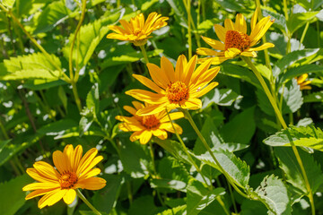Heliopsis flowers blooming in summer sunlight