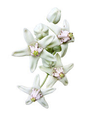 Crown Flower (Calotropis gigantea) Isolated on PNG transparent_Crown Flower A high-resolution photo...