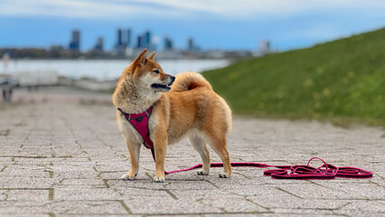 Adorable red Shiba Inu dog happily walking on lush green grass outdoors on a sunny summer day. High-quality, pet-friendly image perfect for nature, outdoor, or lifestyle projects. Copy space.