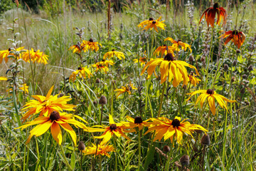 Bright yellow Rudbeckia hirta flowers in summer field