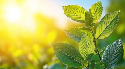 Radiant Spring Sunrise: Lush Greenery Basking in Golden Sunlight