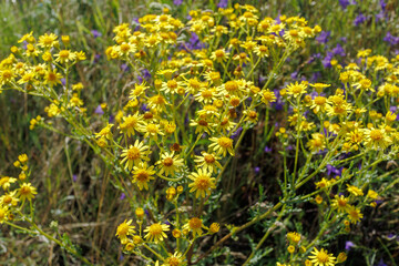 Jacobaea erucifolia flowers blooming in summer meadow