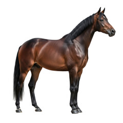 Obraz premium A magnificent bay horse with a sleek, glossy coat and strong musculature stands elegantly, ideal for equestrian, animal, or sporting themes.