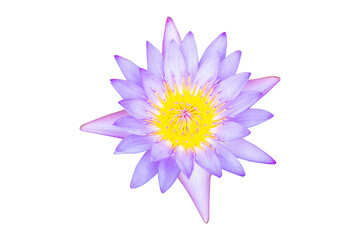 Purple Lotus flower yellow stamens in center beautiful isolated cutout PNG. Dubbed as "Queen of water plants" symbol of goodness. Both planted as flowers, ornamental plants.