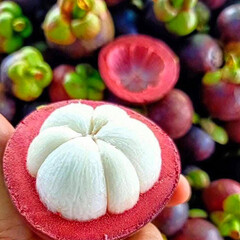 Mangosteen, mangosteen pulp, mangosteen tree, raw mangosteen, white mangosteen