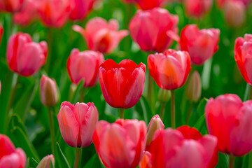Red Tulips. Amazing bright Crimson Scarlet tulip flowers blooming in the garden at sunny spring day. Red Maroon, Ruby tulips in the park. Spring landscape. Field of tulips. Spring flowers.