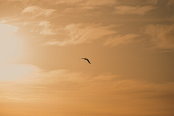 A bird flying towards the sun under soft sunlight at dusk after the rain