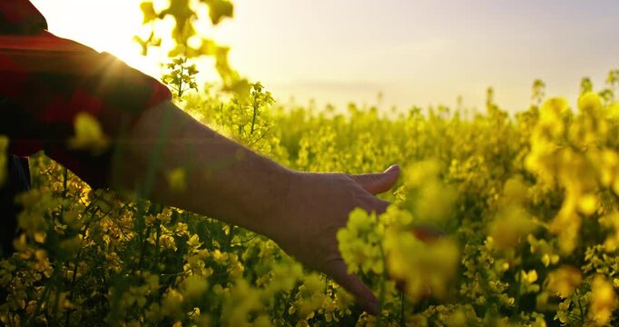 Love To Nature And Care About Ecology, Closeup View Of Farmer Hand Stroking Blooming Rape Plants