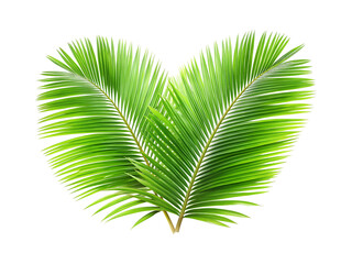 tropical coconut palm leaves png image on transparent background