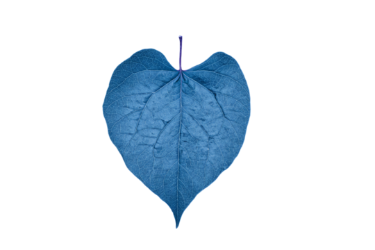 a blue leaf with a single leaf sticking out of it