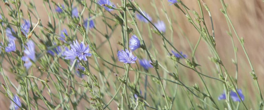 Shallow DOF insects on blue chicory flowers 4K anamorphic video
