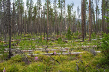 Morrell Falls Hiking Trail, #30