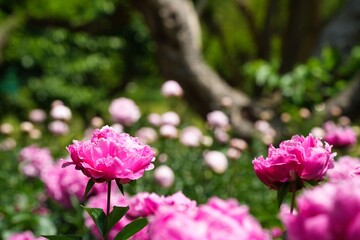 鮮やかなピンクの芍薬
