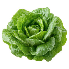 Obraz premium Fresh green lettuce head with crisp leaves isolated on transparent background