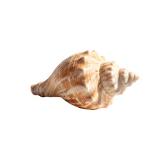 Detailed Spiral Seashell with Natural Patterns.