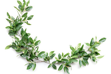 Obraz premium Lush green leaf garland on white background