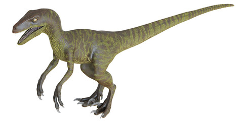 Velociraptor dinosaur on white background