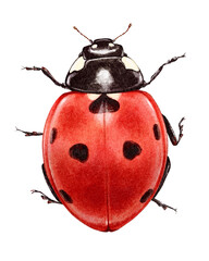 Realistic watercolor illustration of a red ladybug with black spots, isolated on white background