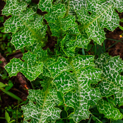 Close-up of variegated milk thistle leaves in natural garden setting Milk thistle