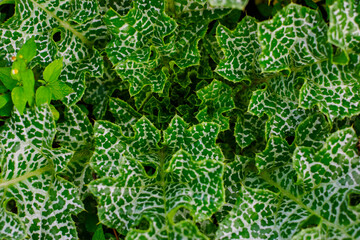 Variegated green white leaves with intricate mosaic pattern texture. Milk thistle