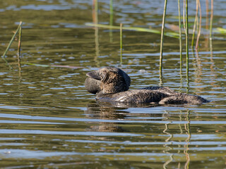 Male Musk Duck (Biziura lobata) swimming among the reeds in shallow wetland water looking for food.