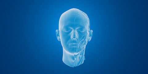 3D rendering of a male head in translucent blue, showing anatomical details and facial muscles.
