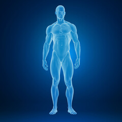 Digital 3D rendering of a translucent blue male anatomical figure against a deep blue background.