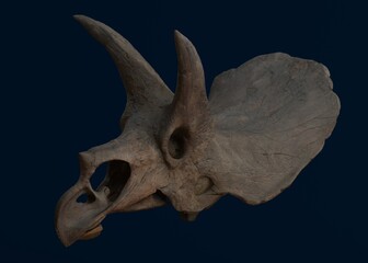Obraz premium Detailed triceratops skull with prominent horns and frill on a dark background.