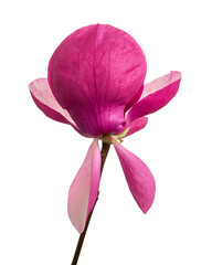 Purple magnolia flower, Magnolia felix isolated on white background, with clipping path 