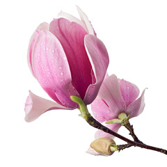 Purple magnolia flower, Magnolia felix isolated on white background, with clipping path 