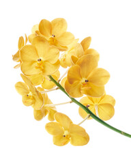 Vanda Orchids, Yellow Orchids isolated on white background, with clipping path                     ...