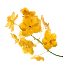 Vanda Orchids, Yellow Orchids isolated on white background, with clipping path                                                            