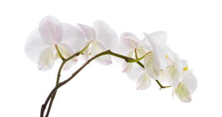 White Phalaenopsis Orchid, Moth Orchids isolated on white background, with clipping path   
