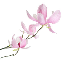 Purple magnolia flower, Magnolia felix isolated on white background, with clipping path 