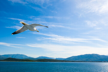 Mewa zmierzająca ku brzegom Grecji