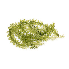 Seagrapes ( green caviar ) seaweed isolated  on transparent background (.PNG)