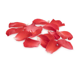 Fresh red rose petals isolated on transparent background (.PNG)