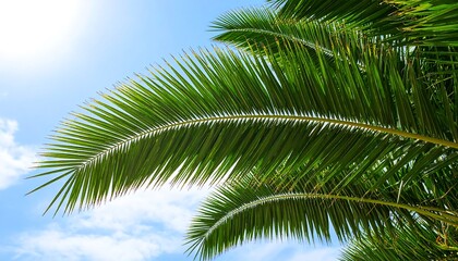 Naklejka premium Lush palm fronds against a bright sky (1)