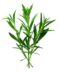 Fototapeta premium Fresh Rosemary Sprigs on Black Background