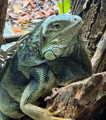 Fototapeta premium iguana on a tree