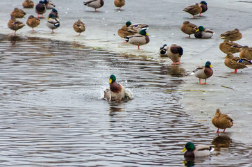 Mallards gather on thawing ice while one dives and splashes playfully below. Telephoto from shore shows clustered mallards on late-winter ice; diving splash marks lively seasonal thaw.