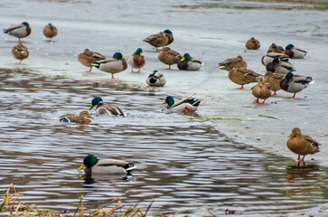 Mallards gather on thawing ice while one dives and splashes playfully below. Telephoto from shore shows clustered mallards on late-winter ice; diving splash marks lively seasonal thaw.