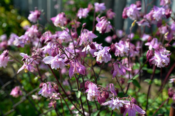 Fototapeta premium Flowers Aquilegia vulgaris on the meadow