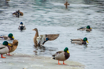 Mallards gather on thawing ice while one dives and splashes playfully below. Telephoto from shore shows clustered mallards on late-winter ice; diving splash marks lively seasonal thaw.